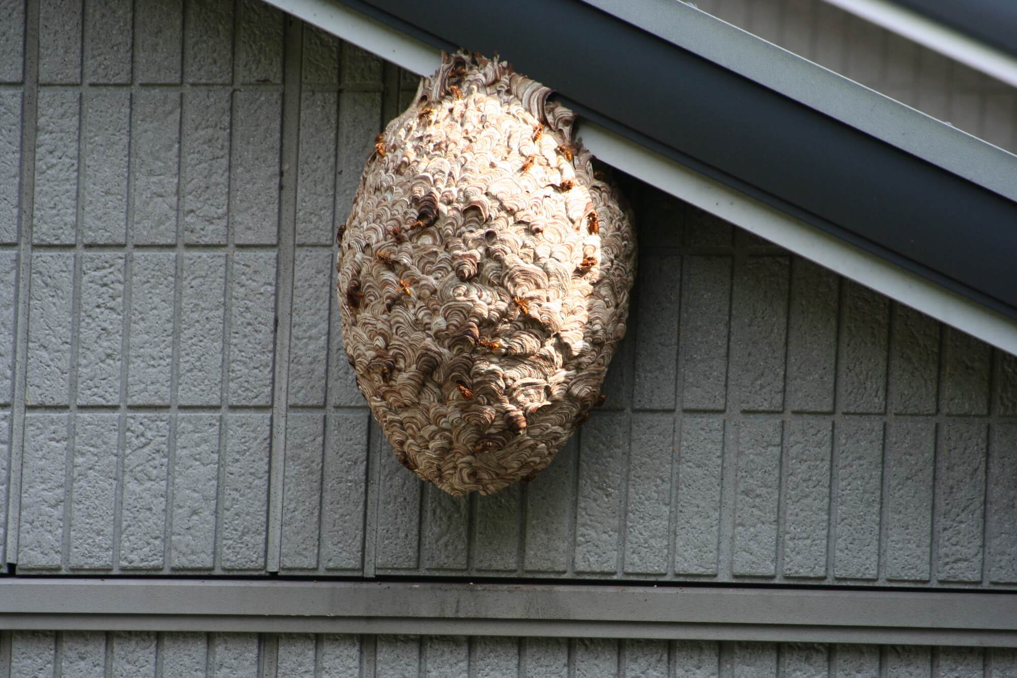 スズメバチは種類によって巣の特徴が異なる