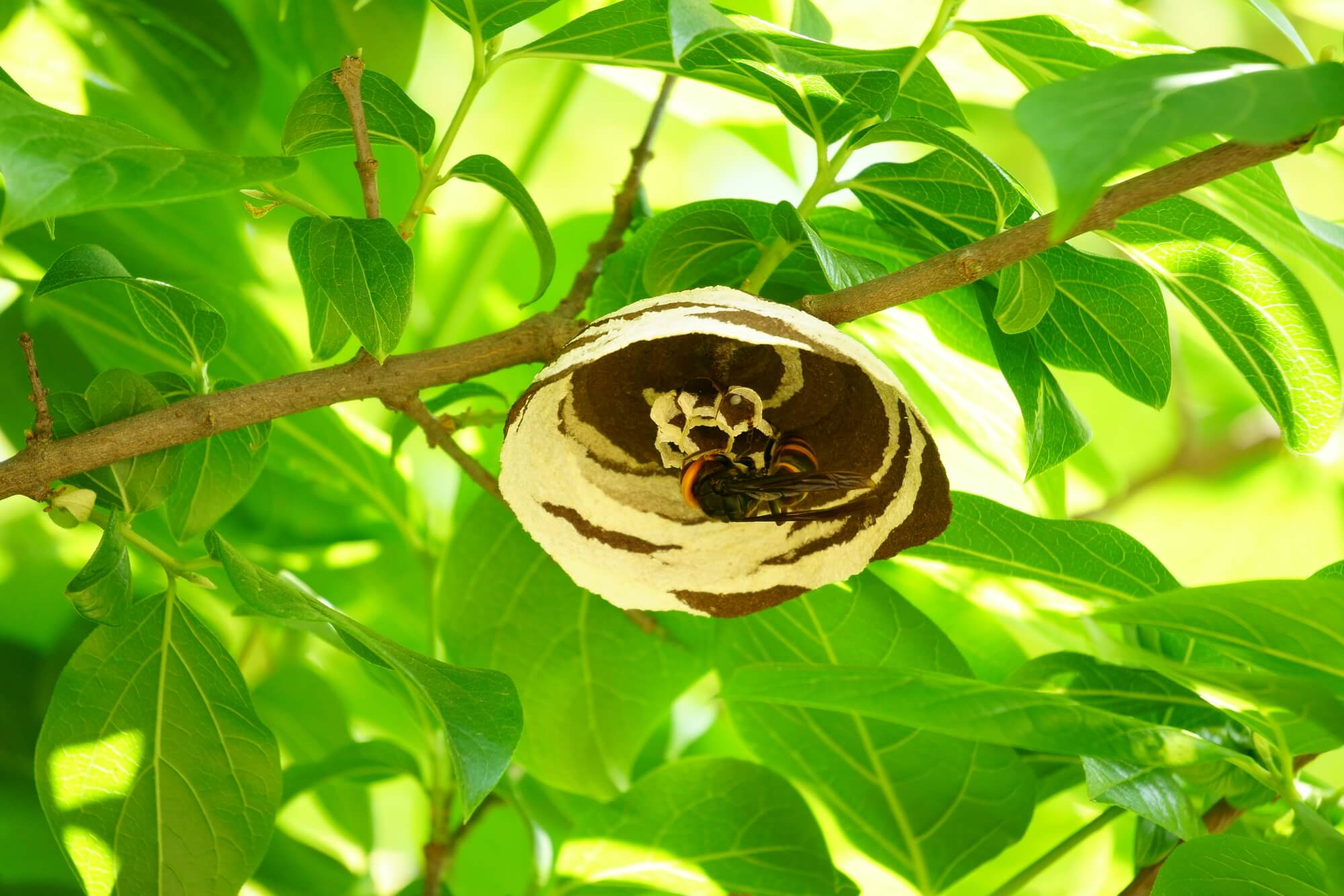 スズメバチの巣作り時期について