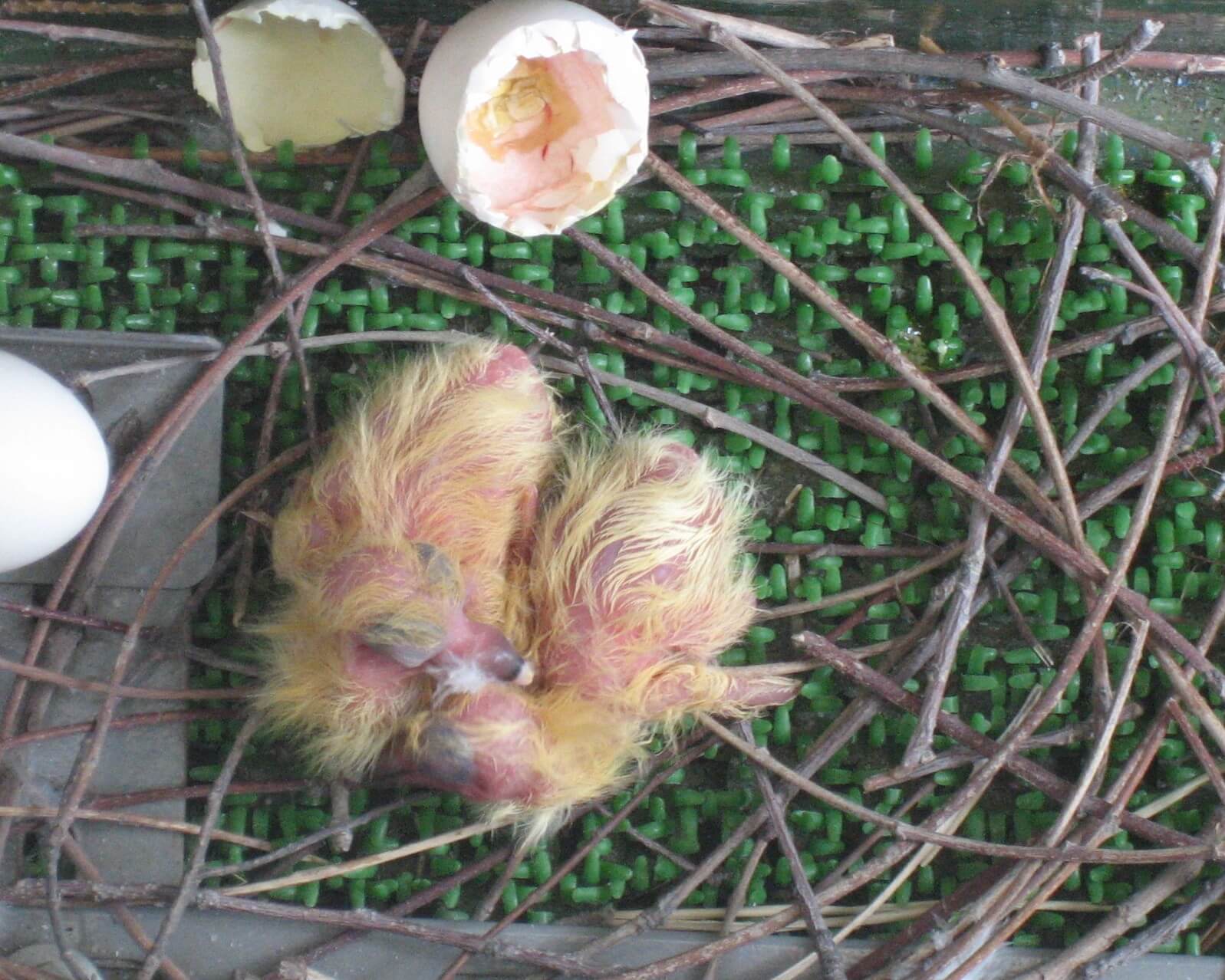 鳥獣保護法で守られる鳩の雛