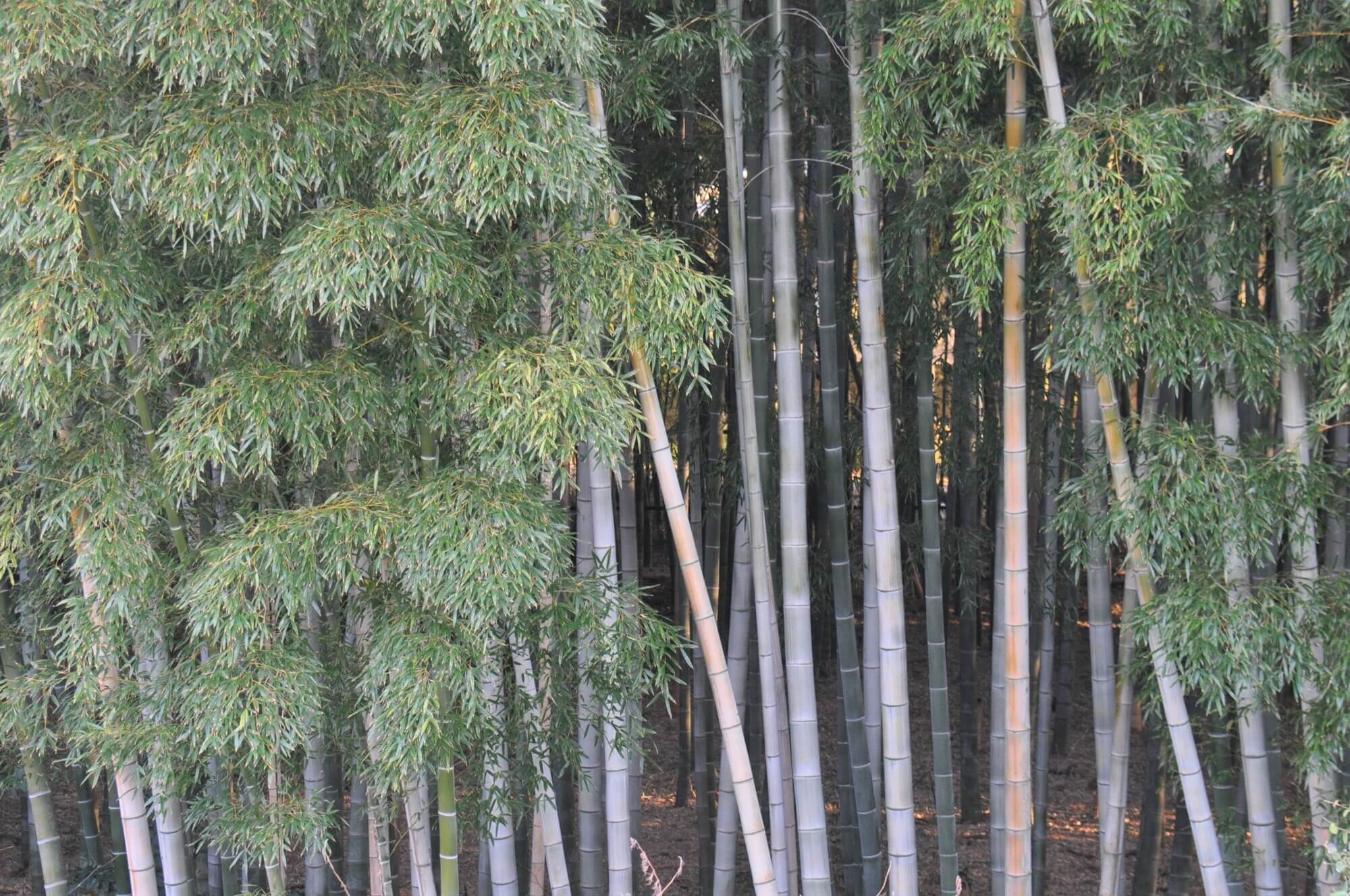 伐採前の竹林